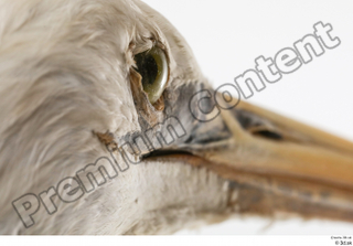 Stork  2 eye 0003.jpg